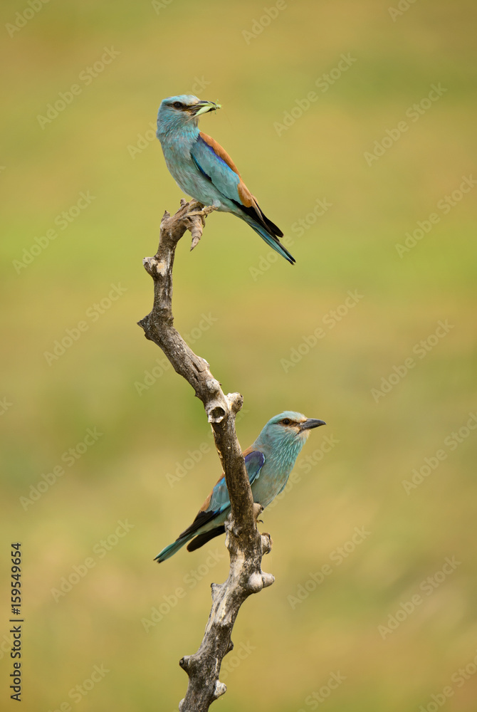 Pair of European Rollers on the branch Pair of European Rollers on the branch
