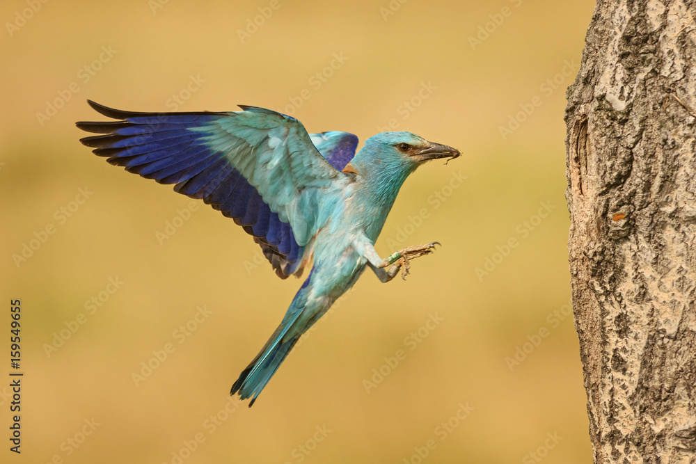 Obraz premium European Roller in flight