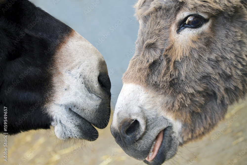 Donkey noses