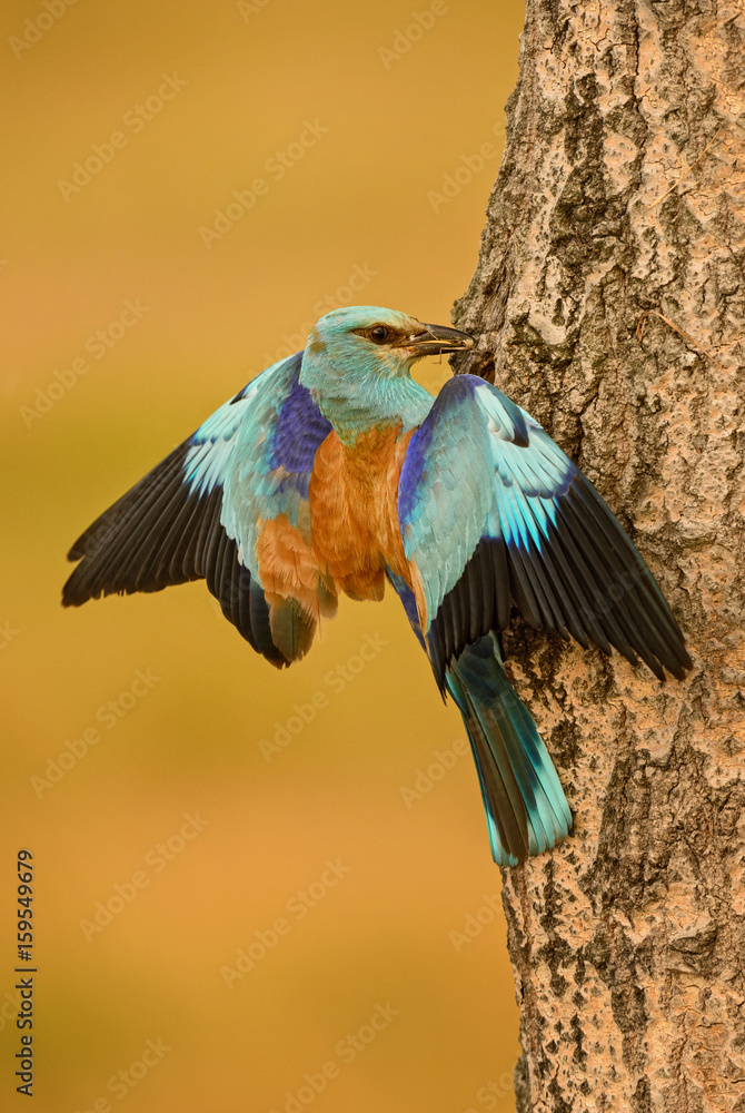 Obraz premium European Roller on the nest