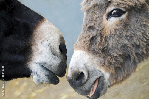 Donkey noses