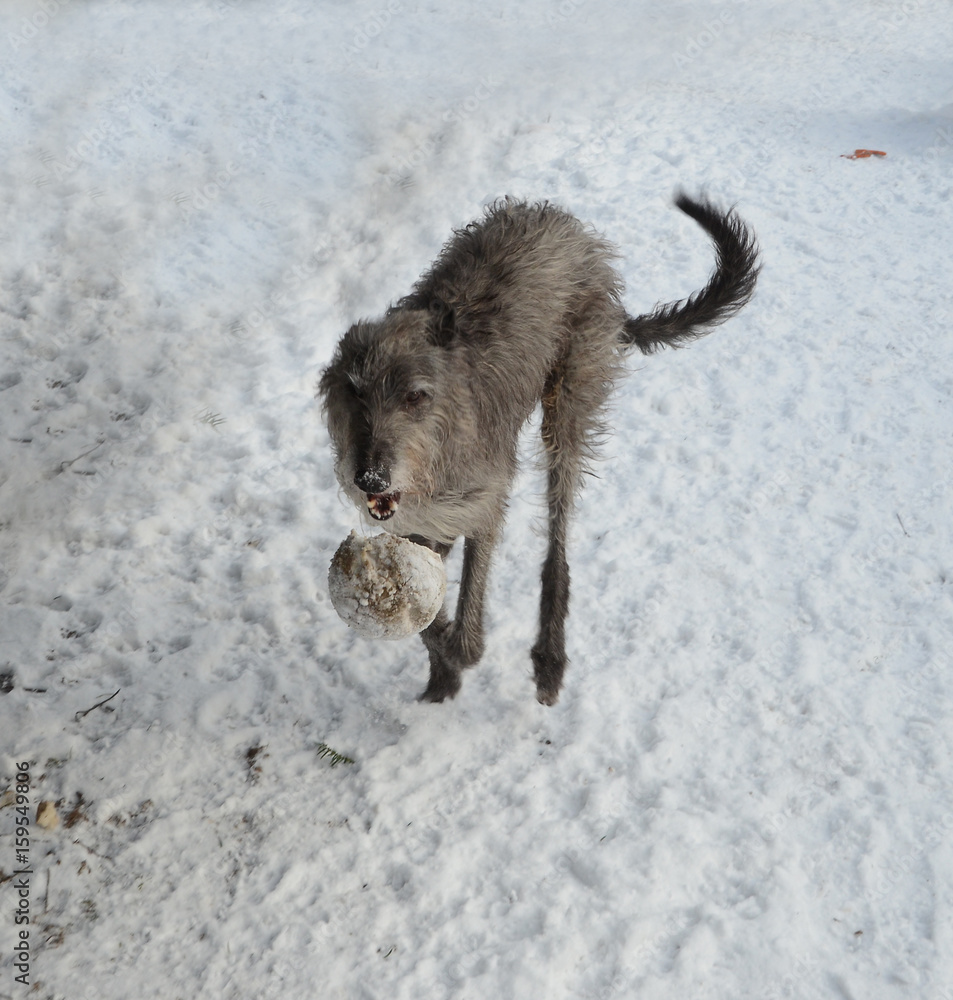 Naklejka premium Scottish Deerhound play with a ball in snow.