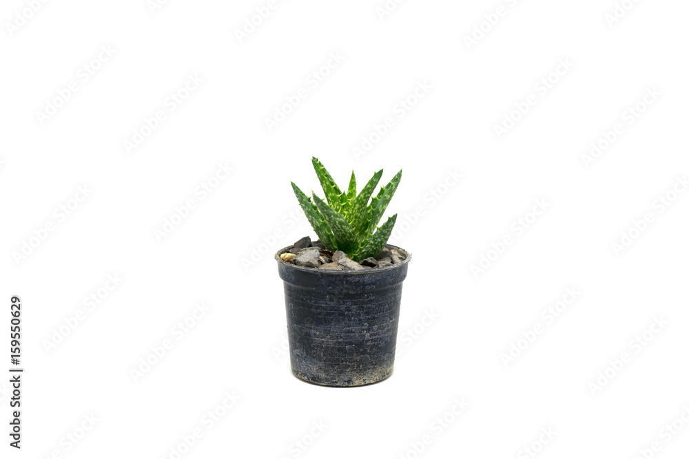 Fototapeta premium Cactus isolated on white background