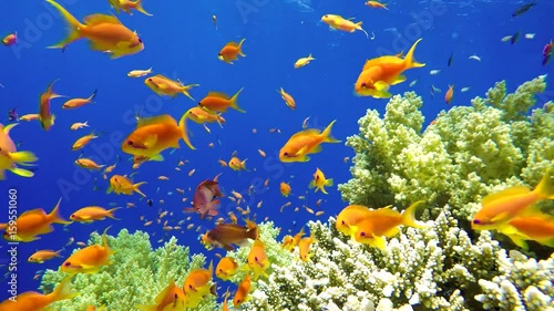 Ocean observing in vivo. Video shooting at a shallow depth. The corals and tropical fish.
