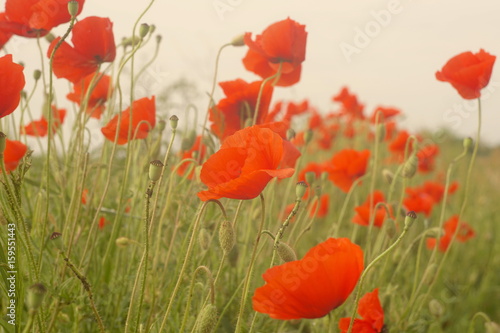 wild red poppies countryside field with cloudless sky