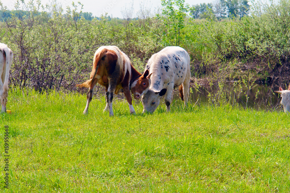 Fototapeta premium Two cows graze on a green meadow