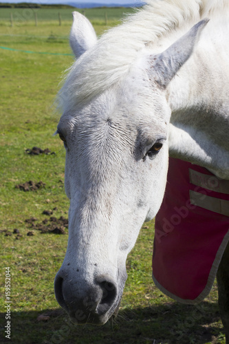 A close up of a beautiful young horses grey head and mane as it stands in a field on a bright sunny day