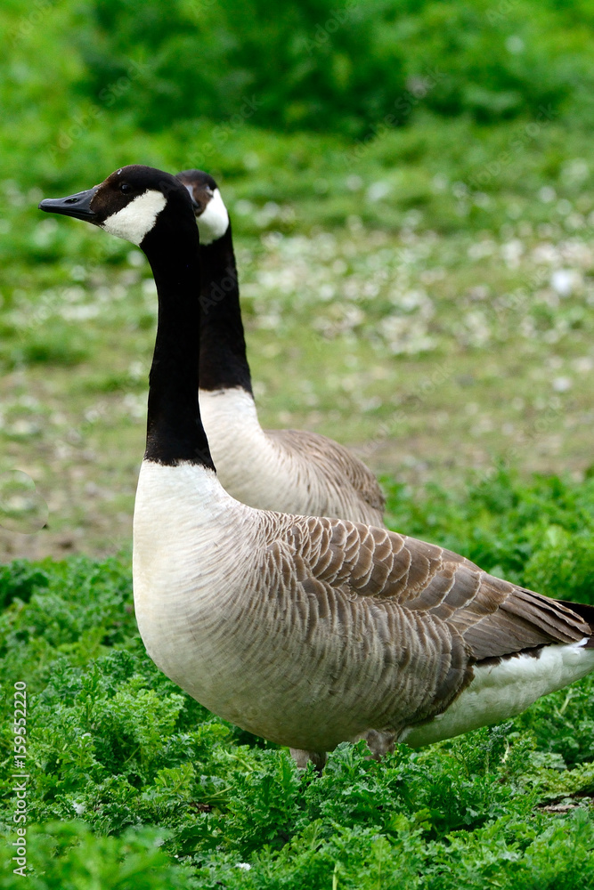 Canadian geese at Duddingston Loch, Scotland Canadian geese at Duddingston Loch, Scotland