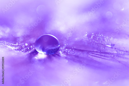 Feathers with a drop of water with a nice purple color.