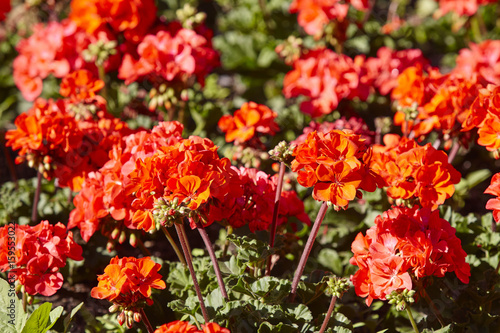 Fototapeta Naklejka Na Ścianę i Meble -  Red blossom geraniums in the garden. Nature background