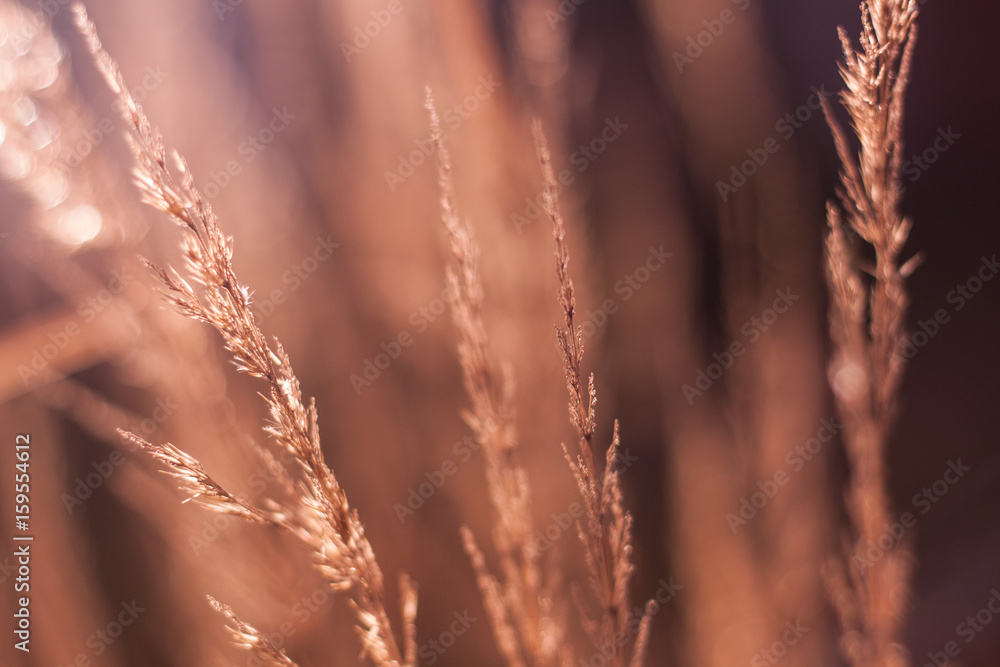 Fototapeta premium Beautiful vintage blossom background