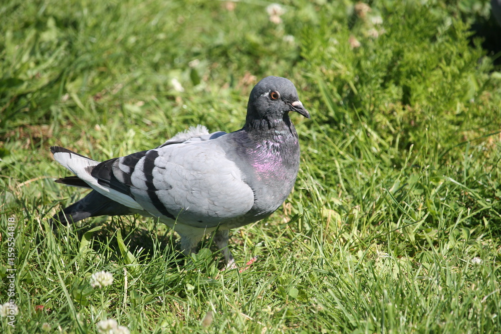 Obraz premium Un pigeon dans le pré