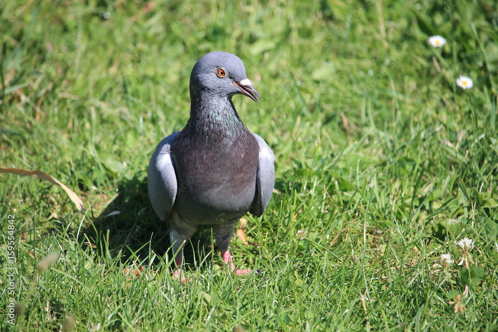 Un pigeon dans l'herbe Un pigeon dans l'herbe
