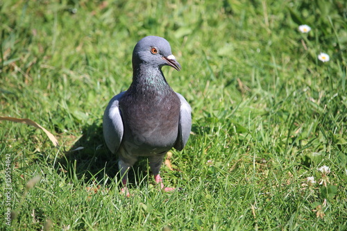 Un pigeon dans l herbe