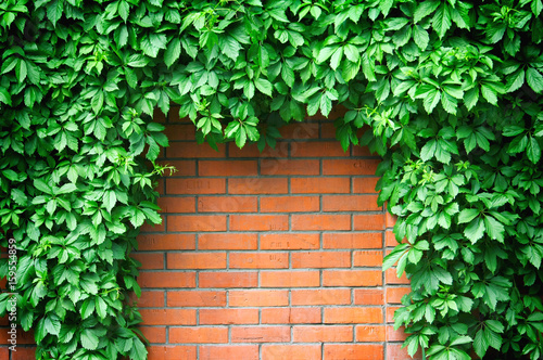 Fence red brick wall with hop