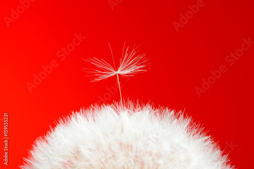 Fototapeta Naklejka Na Ścianę i Meble -  Dandelion on red background