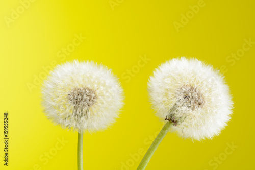 Two dandelions on yellow background