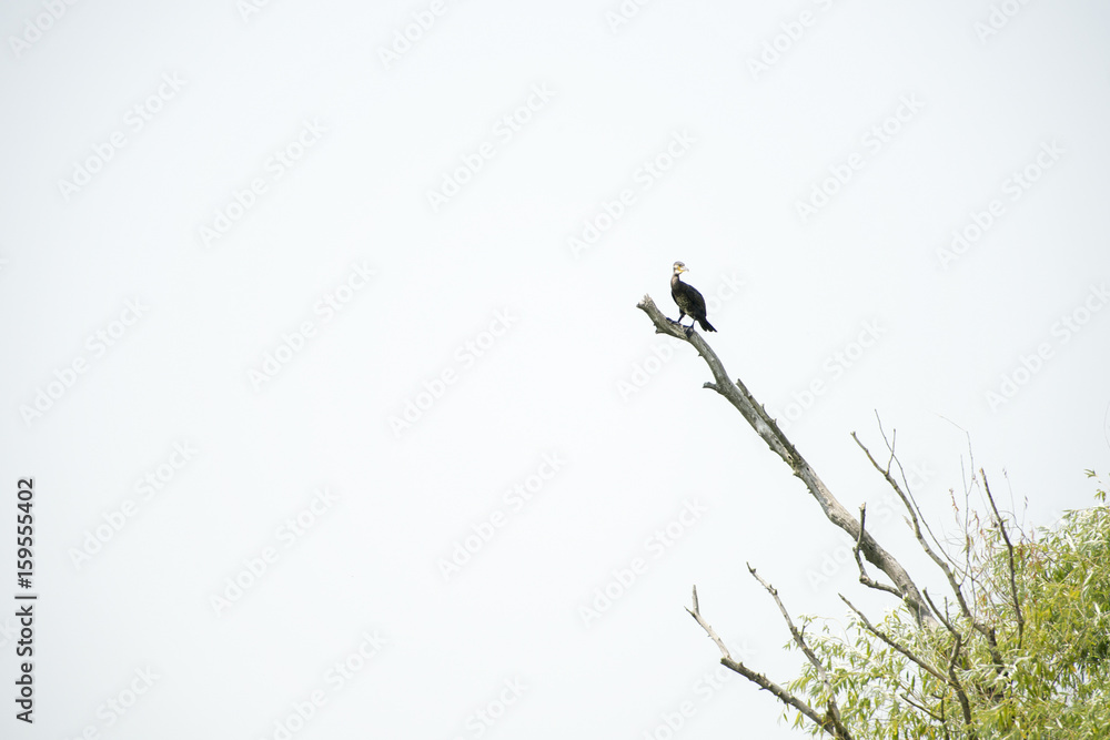 Birds resting in a tree in Danube Delta area, Romania, in a summer sunny day, clear blue sky Birds resting in a tree in Danube Delta area, Romania, in a summer sunny day, clear blue sky