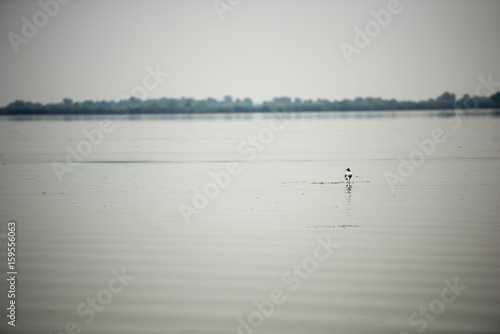 Landscape with waterline and a solitary bird in Danube Delta, Romania, at evening time, summer day