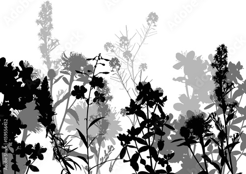 Fototapeta Naklejka Na Ścianę i Meble -  gray and black flower silhouettes isolated on white