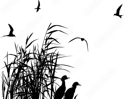 heron couple between black reed isolated on white