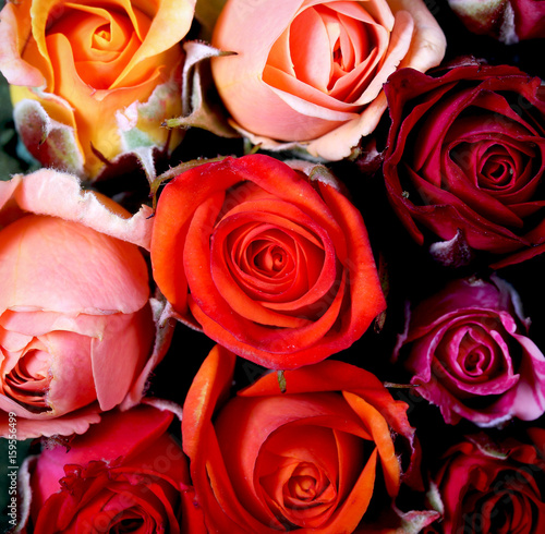роза цветок яркий как фон текстура есть место для надписи 