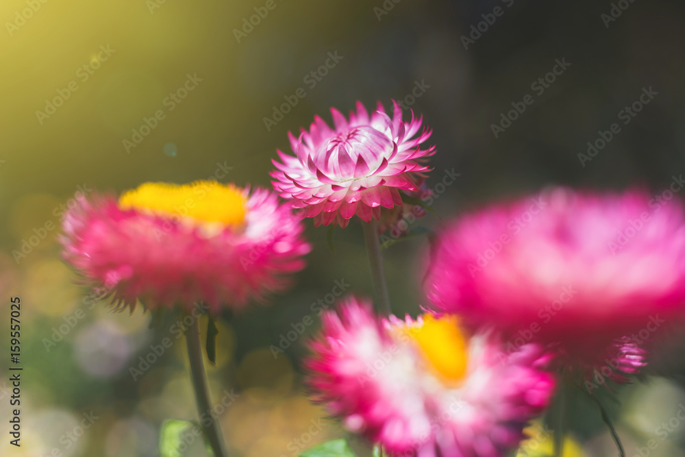 soft focus flower background when sunrise in the morning,straw flower or Everlasting for blur background in feild soft focus flower background when sunrise in the morning,straw flower or Everlasting for blur background in feild