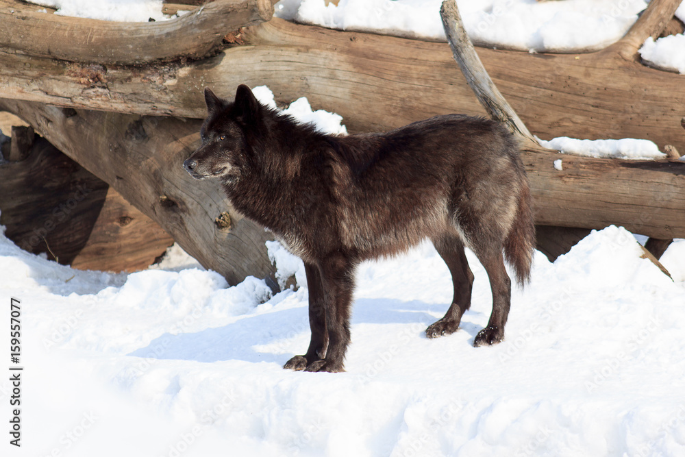 Fototapeta premium Black canadian wolf looks out for its prey.
