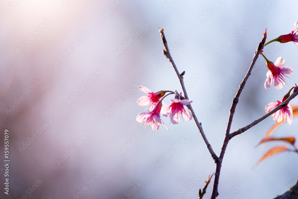 Soft focus Cherry Blossom or Sakura flower on nature blur background Soft focus Cherry Blossom or Sakura flower on nature blur background