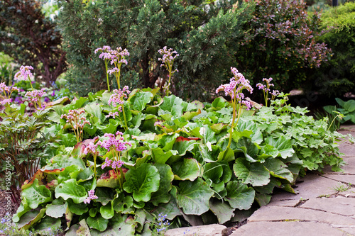 Bergenia crassifolia, Siberian badan (Saxifraga crassifolia, Mongolian tea) green foliage and purple flowers in the garden.