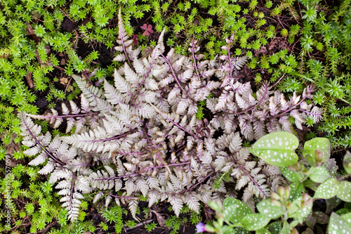 Athyrium niponicum 'Silver Falls' herbaceous fern in the garden. Selective focus. photo