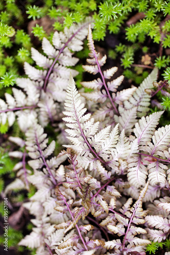 Athyrium niponicum 'Silver Falls' herbaceous fern in the garden. Selective focus. photo