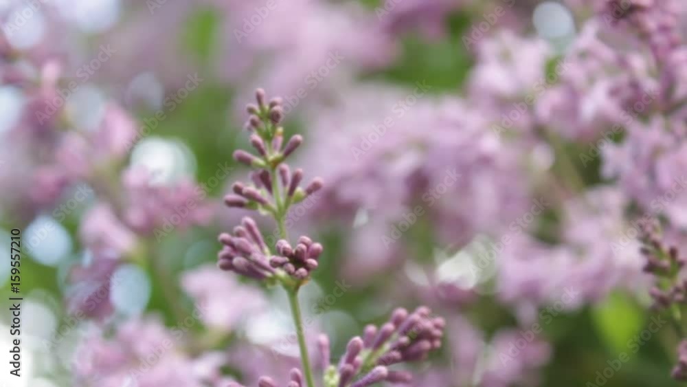 A lilac bush in the summer, windy day. A lilac bush in the summer, windy day.
