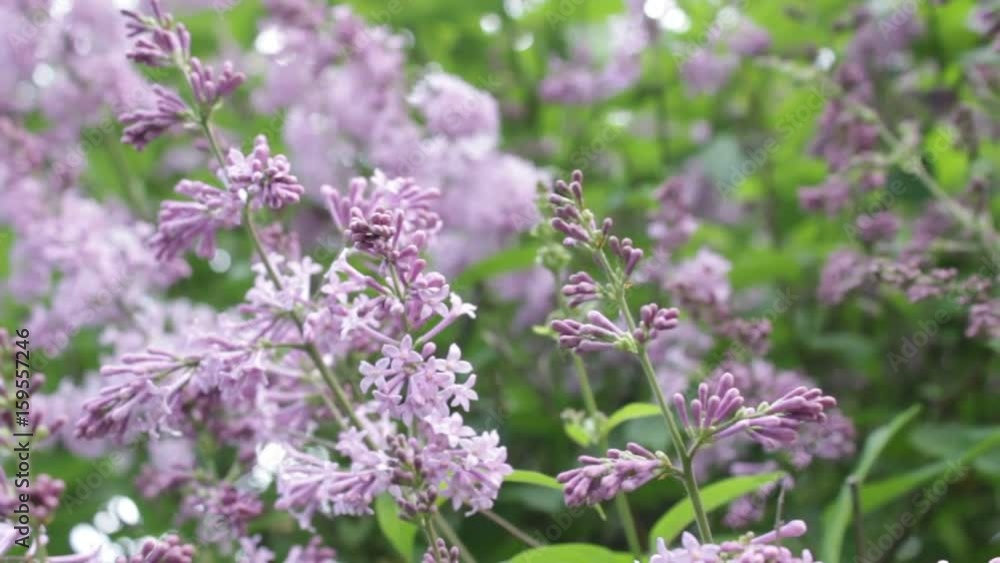 A lilac bush in the summer, windy day. A lilac bush in the summer, windy day.