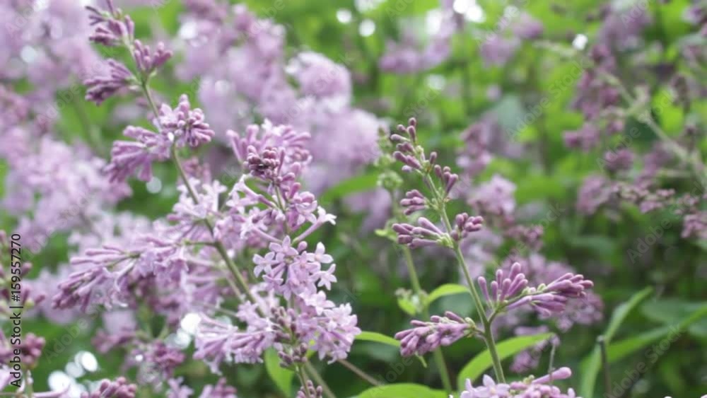 A lilac bush in the summer, windy day. A lilac bush in the summer, windy day.
