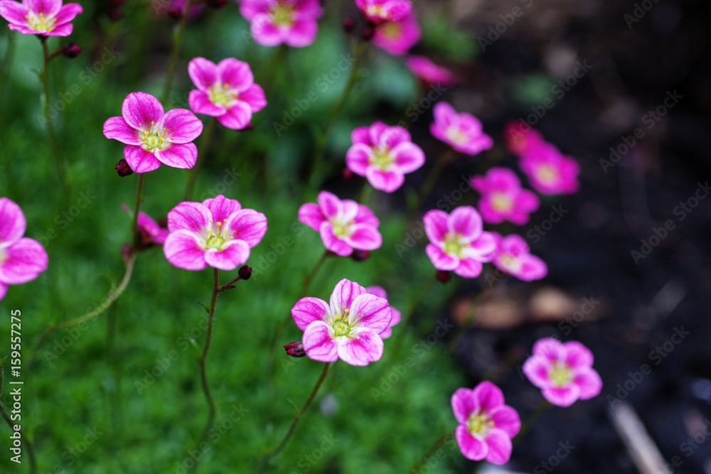 Herbaceous perennial Saxifraga arendsii pink flowers on green foliage in the garden. Selective focus. Herbaceous perennial Saxifraga arendsii pink flowers on green foliage in the garden. Selective focus.