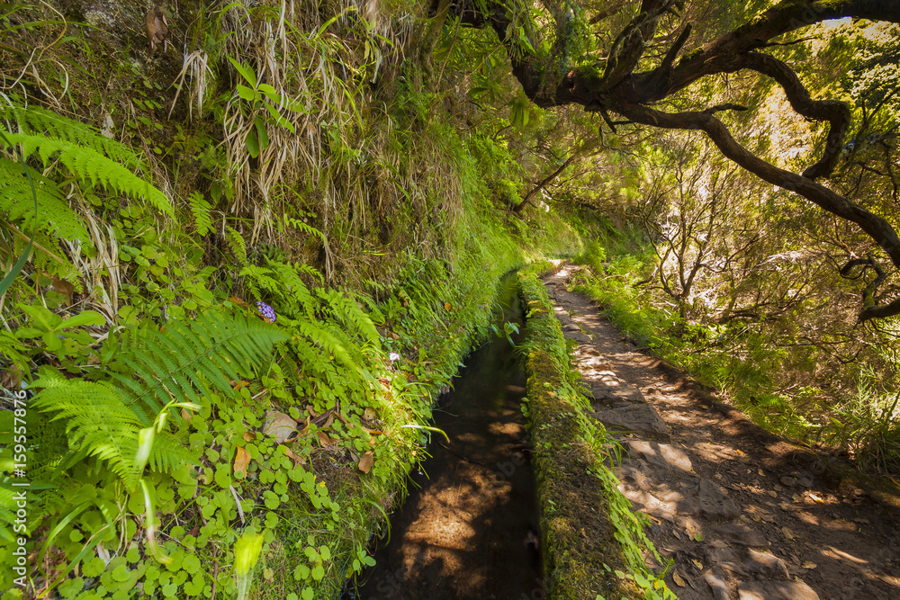 Fototapeta premium Madeira levada green landscape with waterfall