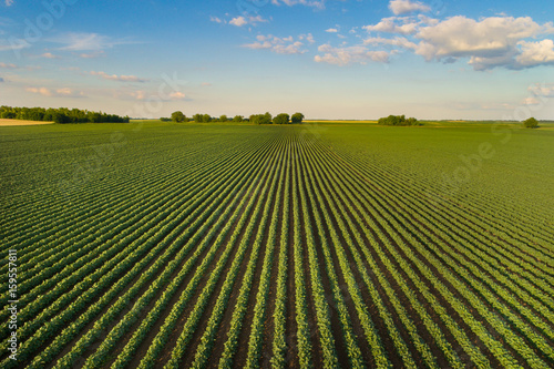 Photo Landscape of soybean field in plains