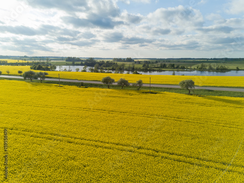 Rapeseed field yellow green Aerial view of countryside, drone top view Latvia photo