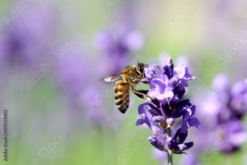 Fototapeta Naklejka Na Ścianę i Meble -  лаванда в поле свежая на ней сидит пчела  
