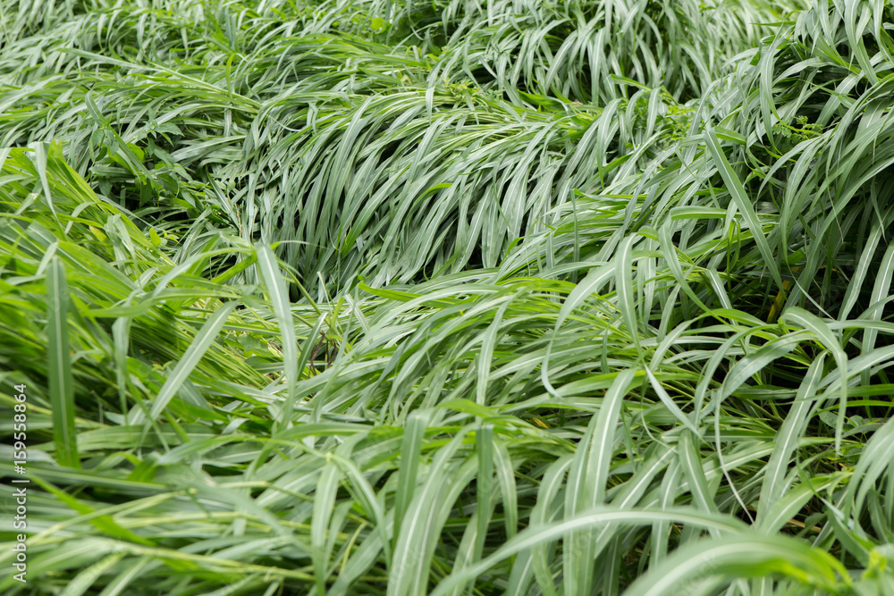 Tall grass Tall grass