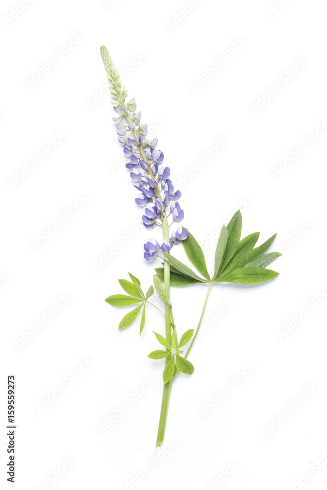 Lupin flower on white background Lupin flower on white background
