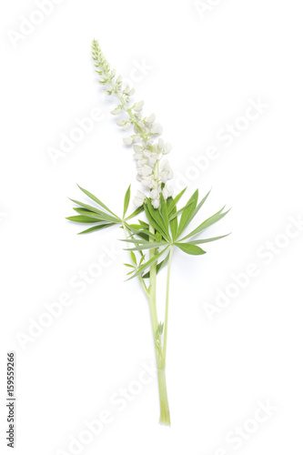 Lupin white flower on white background