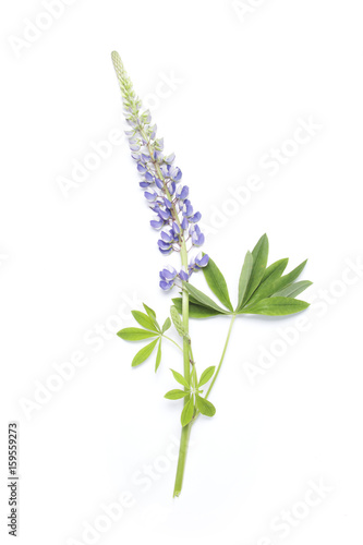 Lupin flower on white background