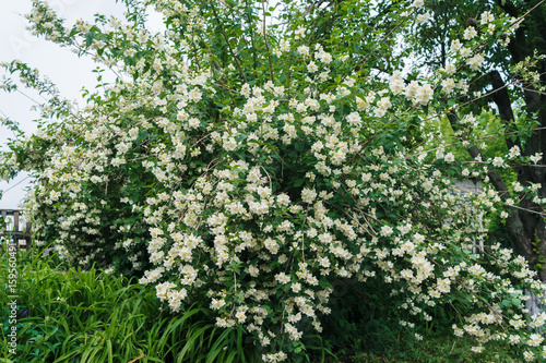 Jasmine bush with white flowers and green leaves in full blossom at summer park  floral background. Beautiful jasmin flowers in bloom