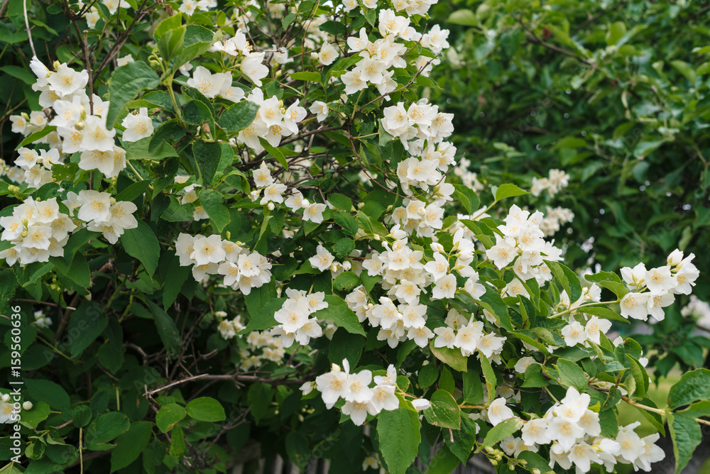 Jasmine bush with white flowers and green leaves in full blossom at summer park, floral background. Beautiful jasmin flowers in bloom