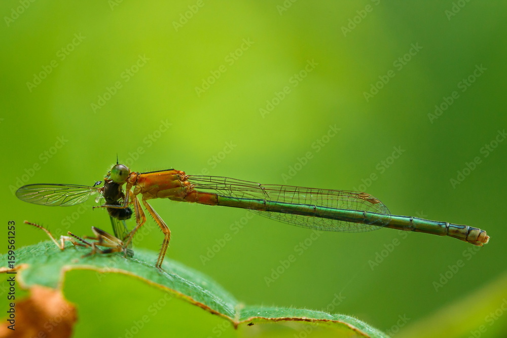 Dragonfly,insect,bug. Dragonfly,insect,bug.