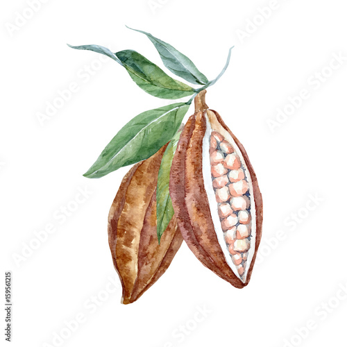 Watercolor vector cacao fruits