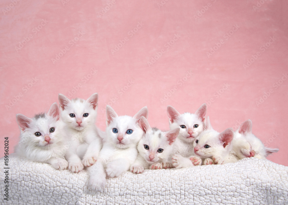 Fototapeta premium Seven fluffy white kittens laying on an off white sheepskin bed looking forward, pink background.