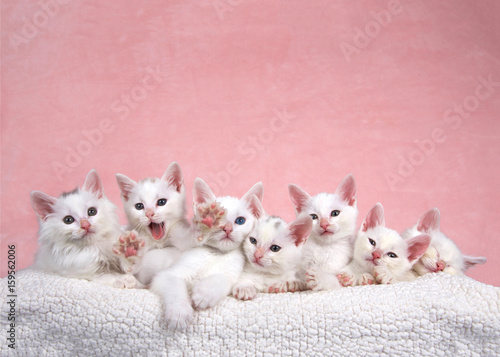 Fotografie, Tablou Seven fluffy white kittens laying on an off white sheepskin bed looking forward, pink background